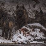 Ronan Donovan Instagram - I’m trying something new here and am now accepting applicants for a Research Assistant position to work on a longterm project titled Human-Predator Coexistence.⁣ ⁣ I am looking for a research assistant, preferably with a graduate degree, to help me collate information surrounding the relationship between humans and predators as part of a longterm Storytelling Fellowship with National Geographic Society @insidenatgeo. I have been working on this topic for the past 5 years and am looking for support with this new fellowship. I want to be able to put most of my energy into field work and creating the visuals for this international comparative project. ⁣ I am not affiliated with a university, this is for a visual storytelling project that I'll be working on in the coming year. ⁣ I am also interested in collaborating with researchers who are already working in the human-predator conflict/tolerance/coexistence space that I’m not already in contact with. ⁣ ⁣ Please feel free to share this with anyone who might be interested. ⁣ ⁣ Link in bio for more information and how to apply. ⁣ Planet Earth