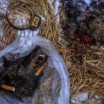 Ronan Donovan Instagram - I’m trying something new here and am now accepting applicants for a Research Assistant position to work on a longterm project titled Human-Predator Coexistence.⁣ ⁣ I am looking for a research assistant, preferably with a graduate degree, to help me collate information surrounding the relationship between humans and predators as part of a longterm Storytelling Fellowship with National Geographic Society @insidenatgeo. I have been working on this topic for the past 5 years and am looking for support with this new fellowship. I want to be able to put most of my energy into field work and creating the visuals for this international comparative project. ⁣ I am not affiliated with a university, this is for a visual storytelling project that I'll be working on in the coming year. ⁣ I am also interested in collaborating with researchers who are already working in the human-predator conflict/tolerance/coexistence space that I’m not already in contact with. ⁣ ⁣ Please feel free to share this with anyone who might be interested. ⁣ ⁣ Link in bio for more information and how to apply. ⁣ Planet Earth