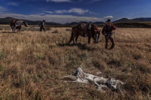 Ronan Donovan Instagram - I’m trying something new here and am now accepting applicants for a Research Assistant position to work on a longterm project titled Human-Predator Coexistence.⁣
⁣
I am looking for a research assistant, preferably with a graduate degree, to help me collate information surrounding the relationship between humans and predators as part of a longterm Storytelling Fellowship with National Geographic Society @insidenatgeo. I have been working on this topic for the past 5 years and am looking for support with this new fellowship. I want to be able to put most of my energy into field work and creating the visuals for this international comparative project. ⁣

I am not affiliated with a university, this is for a visual storytelling project that I'll be working on in the coming year. 
⁣
I am also interested in collaborating with researchers who are already working in the human-predator conflict/tolerance/coexistence space that I’m not already in contact with. ⁣
⁣
Please feel free to share this with anyone who might be interested. ⁣
⁣
Link in bio for more information and how to apply. ⁣
