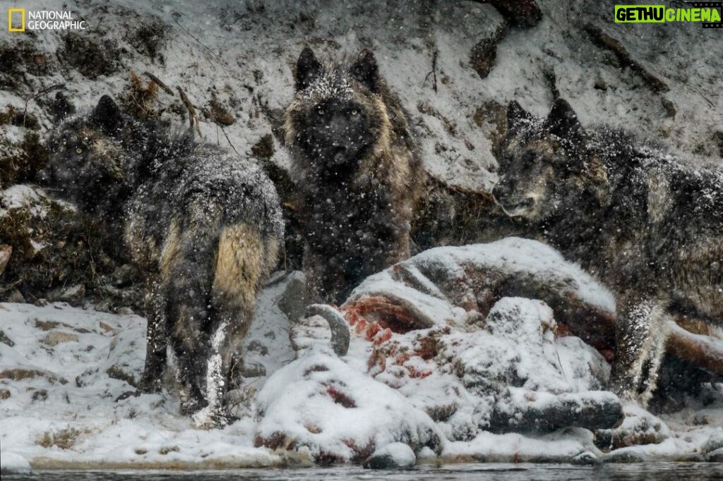 Ronan Donovan Instagram - “The matriarch of the Mollie’s pack, identified as 779F (right), closes in on the carcass of a dead bison with other members of her pack. The largest female wolf ever recorded in Yellowstone, she lived to be 8 years old—a ripe age for a wild wolf.” - @NatGeoMuseum Get ready to experience @NatGeoMuseum and @WildlifeArtJH exhibition “Wolves: Photography by Ronan Donovan!” Come get an up-close look at the lives of wolves in the Greater Yellowstone Ecosystem and high Canadian Artic and learn incredible facts about the wolves themselves (like the fact above). 📸 @ronan_donovan, National Geographic. Yellowstone National Park, Wyoming. #ExperienceWonder #NationalGeographic #NatGeo #RonanDonovan #Wolves High Desert Museum