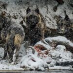Ronan Donovan Instagram – “The matriarch of the Mollie’s pack, identified as 779F (right), closes in on the carcass of a dead bison with other members of her pack. The largest female wolf ever recorded in Yellowstone, she lived to be 8 years old—a ripe age for a wild wolf.” – @NatGeoMuseum 
 
Get ready to experience @NatGeoMuseum and @WildlifeArtJH exhibition “Wolves: Photography by Ronan Donovan!” Come get an up-close look at the lives of wolves in the Greater Yellowstone Ecosystem and high Canadian Artic and learn incredible facts about the wolves themselves (like the fact above).
 
📸 @ronan_donovan, National Geographic. Yellowstone National Park, Wyoming.

#ExperienceWonder #NationalGeographic #NatGeo #RonanDonovan #Wolves High Desert Museum
