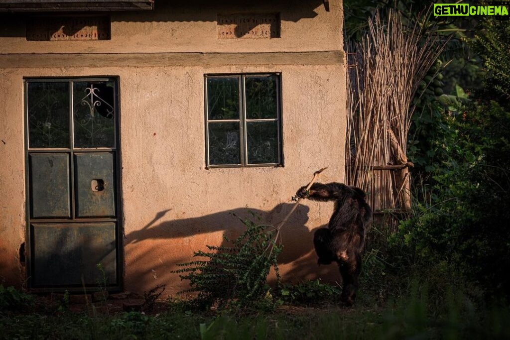 Ronan Donovan Instagram - Text below by @davidquammen from our article in the current issue of National Geographic Magazine @natgeo. This article puts spotlight on a troubling theme across western Uganda where humans and chimpanzees are in competition for resources. ⁣ ⁣ For more than three years after the trauma of her son’s abduction, Ntegeka Semata and her husband, Omuhereza Semata, a farmer, continued to live in their house. They built a bamboo fence around their tiny backyard, enclosing the cooking shed in what they hoped would be a safe zone for the family. “I am scared all the time that other chimpanzees might come back,” Ntegeka said in that earlier interview.⁣ ⁣ But the fence was flimsy, the chimps kept returning, and the Sematas felt under siege. Ntegeka couldn’t work in the garden. The children were sometimes too afraid to eat. Even their goat made piteous noises of fear. By the end of 2017, their house was vacant, with a broken window above the front door. The Sematas had fled and were living a marginalized existence in a rented room at a compound three miles away. They owned no farming land there. “I feel like we’ve been cast back into poverty,” she said.⁣ Meanwhile the remaining windows of their old house reflected only the faces of chimpanzees, which visited regularly, glowering in, confused and provoked by the chimp images mirrored there, which seemed to be glowering out.⁣ ⁣ Learn more about chimps in the current issue of @natgeo magazine, through my posts here and by following the conservation NGO @bulindichimps ⁣⁣ .⁣⁣ .⁣⁣⁣⁣ .⁣⁣⁣⁣ .⁣⁣⁣⁣ .⁣⁣⁣⁣ #chimpanzee #chimp #chimpanzees #chimps #ape #wildlife #conservation #animals #africa #uganda #bulindi #bulindichimps #wildlifephotography #nature #natgeo⁣⁣⁣