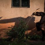 Ronan Donovan Instagram - Text below by @davidquammen from our article in the current issue of National Geographic Magazine @natgeo. This article puts spotlight on a troubling theme across western Uganda where humans and chimpanzees are in competition for resources. ⁣ ⁣ For more than three years after the trauma of her son’s abduction, Ntegeka Semata and her husband, Omuhereza Semata, a farmer, continued to live in their house. They built a bamboo fence around their tiny backyard, enclosing the cooking shed in what they hoped would be a safe zone for the family. “I am scared all the time that other chimpanzees might come back,” Ntegeka said in that earlier interview.⁣ ⁣ But the fence was flimsy, the chimps kept returning, and the Sematas felt under siege. Ntegeka couldn’t work in the garden. The children were sometimes too afraid to eat. Even their goat made piteous noises of fear. By the end of 2017, their house was vacant, with a broken window above the front door. The Sematas had fled and were living a marginalized existence in a rented room at a compound three miles away. They owned no farming land there. “I feel like we’ve been cast back into poverty,” she said.⁣ Meanwhile the remaining windows of their old house reflected only the faces of chimpanzees, which visited regularly, glowering in, confused and provoked by the chimp images mirrored there, which seemed to be glowering out.⁣ ⁣ Learn more about chimps in the current issue of @natgeo magazine, through my posts here and by following the conservation NGO @bulindichimps ⁣⁣ .⁣⁣ .⁣⁣⁣⁣ .⁣⁣⁣⁣ .⁣⁣⁣⁣ .⁣⁣⁣⁣ #chimpanzee #chimp #chimpanzees #chimps #ape #wildlife #conservation #animals #africa #uganda #bulindi #bulindichimps #wildlifephotography #nature #natgeo⁣⁣⁣