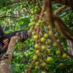 Ronan Donovan Instagram - Rosa and Betty sitting comfortably high in a fig tree in western Uganda. Rosa was an interesting female because she never left her natal community of wild chimpanzees. In order to maintain genetic diversity, the females will leave their family at puberty and go find another community of chimps where they'll live out the rest of their lives. ⁣ ⁣ I find it so fascinating that in such a social and bonded species like chimps that after 16 years the females will never see their family every again. It's one of the least studied behaviors in wild chimps because it would require numerous neighboring communities of chimpanzees to be habituated/studied, which doesn't exist yet. ⁣ ⁣ Learn more about chimps in the current issue of @natgeo magazine, through my posts here and by following the conservation NGO @bulindichimps⁣ .⁣⁣ .⁣⁣ .⁣⁣ .⁣⁣ .⁣⁣ #chimpanzee #chimp #chimpanzees #chimps #ape #wildlife #conservation #animals #africa #uganda #wildlifephotography #nature #natgeo⁣
