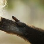 Ronan Donovan Instagram - Reposting another of @michaelnicknichols emotional images related to his powerful body of work related to apes and humans. This is among Nichols’s most iconic images depicting a beautiful moment between @janegoodallinst and a captive chimpanzee. ⁣ ⁣ @michaelnicknichols Jane first went to the Brazzville Zoo to see Gregoire in 1990, to check on the old hairless half blind chimp who had been caged since 1945. She encountered the much younger Jou Jou angry and throwing his own feces at visitors.⁣ We would go back in 1994 to essentially rescue Gregoire, going into his cage after the door which had rusted shut was pried open. We went inside and the old man started “clicking” his lips with excitement. It may have been his first physical contact. Jane wore two shirts so he could un-button the first.⁣ Gregoire would live out his live in a sanctuary with the company of young chimpanzees ⁣ ⁣ Photo: 1⁣ Jane with Jou Jou⁣ Brazzaville , Congo, 1990⁣ Transparency film⁣ Apes and Humans, National Geographic⁣ ⁣ Photo: 2⁣ Gregoire with Jane⁣ Brazzaville, Congo 1994⁣ Transparency film⁣ Jane Goodall , National Geographic Congo-Brazzaville
