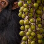 Ronan Donovan Instagram - Another quiet moment between Mususu and her son, Moon. At the time I took this photo, Mususu would have been ~40 years old and Moon was her 4th baby. Mususu was a northern female and I didn’t see her very much. She was shy. Within this wild chimpanzee community that I followed as a researcher in 2011, there were specific sub-groups of females that preferred to keep to a region within community’s territory. Some to the north or to the south and some kept to the center of the territory.     While the total number of chimpanzees in this community was 58 at the time, never in the history of the 40 year study did this group have all 58 members been the same place. Like humans, elephants, bats, and some whale species (to name a few), chimps are a fission-fusion society. Essentially this means that the social structure of chimps is dynamic. A large group of 30 comes together to feed on ripe figs, lets say, while other smaller groups of 4-8 chimps are a few miles away feeding on something else.⁣⁣ It makes for very interesting days following chimps through their equatorial forest, you never know who will show up.  Learn more about chimps in the current issue of @natgeo magazine, through my posts here and by following the conservation NGO @bulindichimps  .⁣⁣  .⁣⁣  .⁣⁣  .⁣⁣  #chimpanzee #chimp #chimpanzees #chimps #ape #wildlife #conservation #animals #africa #uganda #bulindi #bulindichimps #wildlifephotography #nature #natgeo⁣⁣ Uganda