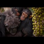 Ronan Donovan Instagram - Another quiet moment between Mususu and her son, Moon. At the time I took this photo, Mususu would have been ~40 years old and Moon was her 4th baby. Mususu was a northern female and I didn’t see her very much. She was shy. Within this wild chimpanzee community that I followed as a researcher in 2011, there were specific sub-groups of females that preferred to keep to a region within community’s territory. Some to the north or to the south and some kept to the center of the territory.     While the total number of chimpanzees in this community was 58 at the time, never in the history of the 40 year study did this group have all 58 members been the same place. Like humans, elephants, bats, and some whale species (to name a few), chimps are a fission-fusion society. Essentially this means that the social structure of chimps is dynamic. A large group of 30 comes together to feed on ripe figs, lets say, while other smaller groups of 4-8 chimps are a few miles away feeding on something else.⁣⁣ It makes for very interesting days following chimps through their equatorial forest, you never know who will show up.  Learn more about chimps in the current issue of @natgeo magazine, through my posts here and by following the conservation NGO @bulindichimps  .⁣⁣  .⁣⁣  .⁣⁣  .⁣⁣  #chimpanzee #chimp #chimpanzees #chimps #ape #wildlife #conservation #animals #africa #uganda #bulindi #bulindichimps #wildlifephotography #nature #natgeo⁣⁣ Uganda