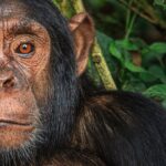 Ronan Donovan Instagram - In response to the overwhelmingly heartfelt comments in regards to yesterday’s somber repost from @michaelnicknichols 1989 photo of the captive chimp, Jo Jo - I decided to provide some current information in regards to lab tests on chimpanzees in the US today. I will also add some more information in my IG story with links to recent articles. ⁣ Overall, the status of laboratory testing in the US is positive in terms of an ethical and human standpoint. From the U.S. Fish and Wildlife Service website:⁣ In 2015, U.S. Fish and Wildlife Service Director Dan Ashe today announced a final rule to classify all chimpanzees, both wild and captive, as endangered under the Endangered Species Act (ESA). The rule uplists captive chimpanzees from threatened status to match that of wild chimpanzees and removes them from a special rule for primates that allowed some activities otherwise prohibited under the ESA.⁣ ⁣ “Extending captive chimpanzees the protections afforded their endangered cousins in the wild will ensure humane treatment and restrict commercial activities under the Endangered Species Act,” Ashe said. “The decision responds to growing threats to the species and aligns the chimpanzee’s status with existing legal requirements. Meanwhile, we will continue to work with range states to ensure the continued survival and recovery of chimpanzees in the wild.”⁣ ⁣ Learn more through my IG story and further at @nonhuman.rights.project feed Planet Earth