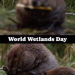 Ronan Donovan Instagram - Bozeman community, World Wetlands is a week from today - February 2nd - and I’ll be giving an intro presentation ahead of a panel discussion on water related topics in the Gallatin Valley of Montana. February 2nd at the Museum of the Rockies. Doors open at 6:00pm for a meet and greet in the lobby to connect with representatives from our wetland partners and learn more about their work. The free program will begin at 7pm. Spread the word and hope to see you there. More info at @sacaaudubon website. Bozeman, Montana
