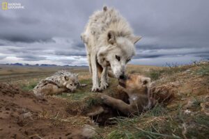 Ronan Donovan Instagram - Hey everyone! I'm excited to announce the next opening for the Wolves photo exhibit (@natgeomuseum) is going to be in Bend Oregon at the High Desert Museum @highdesertmuseum . Opening weekend starts October 21st, just a few weeks away😀 I'll be in Bend to kick off with a series of events the following weekend - starting on October 26th. Events: 10/26, 7-8pm: opening talk (sold out) but you can join the waitlist. 10/27, 7-8:30pm: Face to Face with Oregon’s Wolves: Expert Perspectives I'm really looking forward to this panel discussion with some thoughtful perspectives on wolves in Oregon. 10/28, 10am-1pm: Howling Around This is aimed at kids and families, or for anyone who wants to learn about why wolves howl and to practice a few howls of your own. Link in bio for more info. I hope to see you there🐺😀