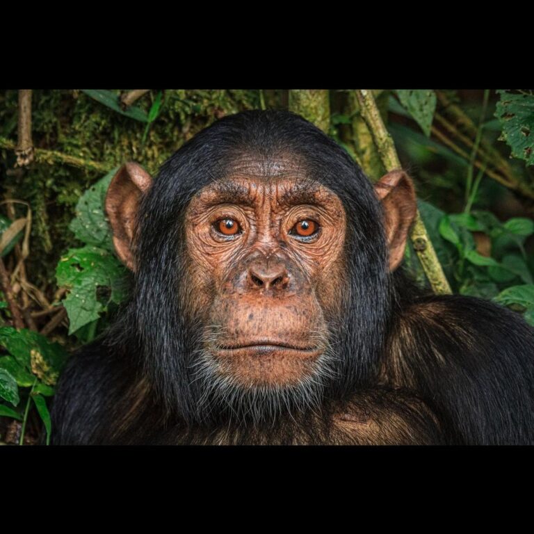 Ronan Donovan Instagram - In response to the overwhelmingly heartfelt comments in regards to yesterday’s somber repost from @michaelnicknichols 1989 photo of the captive chimp, Jo Jo - I decided to provide some current information in regards to lab tests on chimpanzees in the US today. I will also add some more information in my IG story with links to recent articles. ⁣ Overall, the status of laboratory testing in the US is positive in terms of an ethical and human standpoint. From the U.S. Fish and Wildlife Service website:⁣ In 2015, U.S. Fish and Wildlife Service Director Dan Ashe today announced a final rule to classify all chimpanzees, both wild and captive, as endangered under the Endangered Species Act (ESA). The rule uplists captive chimpanzees from threatened status to match that of wild chimpanzees and removes them from a special rule for primates that allowed some activities otherwise prohibited under the ESA.⁣ ⁣ “Extending captive chimpanzees the protections afforded their endangered cousins in the wild will ensure humane treatment and restrict commercial activities under the Endangered Species Act,” Ashe said. “The decision responds to growing threats to the species and aligns the chimpanzee’s status with existing legal requirements. Meanwhile, we will continue to work with range states to ensure the continued survival and recovery of chimpanzees in the wild.”⁣ ⁣ Learn more through my IG story and further at @nonhuman.rights.project feed Planet Earth