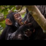 Ronan Donovan Instagram - Here is Moon and Mususu again, wild chimpanzees, having a little group feeding experience in a fig tree. This behavior is referenced in my previous post as 'wadging' and it's basically the process of turning fruits into pulp; sucking the juice out and then discarding the dry remains of the fruit in a ‘wadge’. Moon is the 3 year old son to Mususu and he’s taking advantage of his mother’s strong chewing muscles. All apes, except humans, have a tall ridge on the top of their skull called a sagittal crest. This ridge of bone provides an attachment point for tendons which allow powerful jaw muscles greater leverage in chewing fibrous plant matter. Wild chimps can spend upwards of 8 hours chewing a day - something humans avoid by cooking our food and therefore we lost out sagittal crest over the evolutionary timescale. ⁣ ⁣ Learn more about chimps in the current issue of @natgeo magazine, through my posts here and by following the conservation NGO @bulindichimps ⁣⁣ .⁣⁣ .⁣⁣⁣⁣ .⁣⁣⁣⁣ .⁣⁣⁣⁣ .⁣⁣⁣⁣ #chimpanzee #chimp #chimpanzees #chimps #ape #wildlife #conservation #animals #africa #uganda #bulindi #bulindichimps #wildlifephotography #nature #natgeo⁣⁣⁣ Uganda