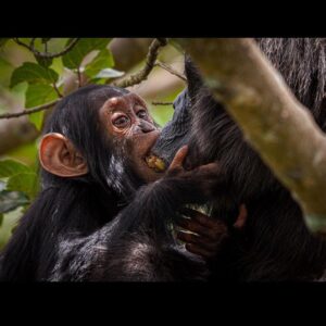Ronan Donovan Instagram - Here is Moon and Mususu again, wild chimpanzees, having a little group feeding experience in a fig tree. This behavior is referenced in my previous post as 'wadging' and it's basically the process of turning fruits into pulp; sucking the juice out and then discarding the dry remains of the fruit in a ‘wadge’. Moon is the 3 year old son to Mususu and he’s taking advantage of his mother’s strong chewing muscles. All apes, except humans, have a tall ridge on the top of their skull called a sagittal crest. This ridge of bone provides an attachment point for tendons which allow powerful jaw muscles greater leverage in chewing fibrous plant matter. Wild chimps can spend upwards of 8 hours chewing a day - something humans avoid by cooking our food and therefore we lost out sagittal crest over the evolutionary timescale. ⁣
⁣
Learn more about chimps in the current issue of @natgeo magazine, through my posts here and by following the conservation NGO @bulindichimps ⁣⁣
.⁣⁣
.⁣⁣⁣⁣
.⁣⁣⁣⁣
.⁣⁣⁣⁣
.⁣⁣⁣⁣
#chimpanzee #chimp #chimpanzees #chimps #ape #wildlife #conservation #animals #africa #uganda #bulindi #bulindichimps #wildlifephotography #nature #natgeo⁣⁣⁣