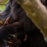 Ronan Donovan Instagram - Another intimate moment between Mususu and Moon - the same mother and son pair from my last post. ⁣ ⁣ Here, 3 year Moon gently grasps his mother's face as he nibbles a piece of pre-chewed figs that his mother had been mashing between her powerful jaws. What Mususu is doing is called 'wadging' and it's basically the process of turning fruits into pulp; sucking the juice out and then discarding the dry remains of the fruit in a ‘wadge’. I will post a video of this came behavior tomorrow. ⁣ ⁣ Chimps can spend upwards of 8 hours chewing a day - something humans avoid by cooking our food. ⁣ ⁣ Learn more about chimps in the current issue of @natgeo magazine, through my posts here and by following the conservation NGO @bulindichimps ⁣⁣ .⁣⁣ .⁣⁣⁣⁣ .⁣⁣⁣⁣ .⁣⁣⁣⁣ .⁣⁣⁣⁣ #chimpanzee #chimp #chimpanzees #chimps #ape #wildlife #conservation #animals #africa #uganda #bulindi #bulindichimps #wildlifephotography #nature #natgeo⁣⁣⁣ Uganda