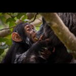 Ronan Donovan Instagram - Another intimate moment between Mususu and Moon - the same mother and son pair from my last post. ⁣ ⁣ Here, 3 year Moon gently grasps his mother's face as he nibbles a piece of pre-chewed figs that his mother had been mashing between her powerful jaws. What Mususu is doing is called 'wadging' and it's basically the process of turning fruits into pulp; sucking the juice out and then discarding the dry remains of the fruit in a ‘wadge’. I will post a video of this came behavior tomorrow. ⁣ ⁣ Chimps can spend upwards of 8 hours chewing a day - something humans avoid by cooking our food. ⁣ ⁣ Learn more about chimps in the current issue of @natgeo magazine, through my posts here and by following the conservation NGO @bulindichimps ⁣⁣ .⁣⁣ .⁣⁣⁣⁣ .⁣⁣⁣⁣ .⁣⁣⁣⁣ .⁣⁣⁣⁣ #chimpanzee #chimp #chimpanzees #chimps #ape #wildlife #conservation #animals #africa #uganda #bulindi #bulindichimps #wildlifephotography #nature #natgeo⁣⁣⁣ Uganda