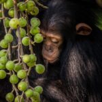 Ronan Donovan Instagram - Mother and son feeding high in canopy of a fig tree in Uganda’s Kibale National Park. The female here is known as Mususu was roughly 40 at the time of this photo and her nursing son, Moon was 3. This community of wild chimps has been studied for ~40 years with every individual’s life history recorded in detail. This These massive figs belong to a Ficus capensis tree species and can provide weeks of ripened fruits for chimps to feed on. ⁣ ⁣ Learn more about chimps in the current issue of @natgeo magazine, through my posts here and by following the conservation NGO @bulindichimps ⁣ ⁣ .⁣⁣⁣ .⁣⁣⁣ .⁣⁣⁣ .⁣⁣⁣ .⁣⁣⁣ #chimpanzee #chimp #chimpanzees #chimps #ape #wildlife #conservation #animals #africa #uganda #bulindi #bulindichimps #wildlifephotography #nature #natgeo⁣⁣⁣