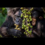 Ronan Donovan Instagram - Mother and son feeding high in canopy of a fig tree in Uganda’s Kibale National Park. The female here is known as Mususu was roughly 40 at the time of this photo and her nursing son, Moon was 3. This community of wild chimps has been studied for ~40 years with every individual’s life history recorded in detail. This These massive figs belong to a Ficus capensis tree species and can provide weeks of ripened fruits for chimps to feed on. ⁣ ⁣ Learn more about chimps in the current issue of @natgeo magazine, through my posts here and by following the conservation NGO @bulindichimps ⁣ ⁣ .⁣⁣⁣ .⁣⁣⁣ .⁣⁣⁣ .⁣⁣⁣ .⁣⁣⁣ #chimpanzee #chimp #chimpanzees #chimps #ape #wildlife #conservation #animals #africa #uganda #bulindi #bulindichimps #wildlifephotography #nature #natgeo⁣⁣⁣