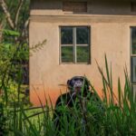 Ronan Donovan Instagram - For those interested to learn more about what’s happening in western Uganda in regards to the competition for land and resources between humans and wild chimpanzees, please consider this book - Among Chimpanzees, by Dr. Nancy Merrick. ⁣ ⁣ “In Nancy Merrick’s inspiring memoir the future of the apes is too precarious to leave to the professionals. Her story of how she became a lifelong activist for chimpanzee conservation is heart-rending, uplifting and ultimately important because it gives powerful evidence of her core conviction: one person really can make a difference.” —Richard Wrangham, co-director of the Kibale Chimpanzee Project, Professor of Biological Anthropology, Harvard University⁣ ⁣ Learn more about this challenging conservation story in the current issue of @natgeo magazine, through my posts here and by following the conservation NGO @bulindichimps that is working on the ground to implement solutions. .⁣⁣⁣ .⁣⁣⁣ .⁣⁣⁣ .⁣⁣⁣ .⁣⁣⁣ #chimpanzee #chimp #chimpanzees #chimps #ape #wildlife #conservation #animals #africa #uganda #bulindi #bulindichimps #wildlifephotography #nature #natgeo⁣⁣⁣