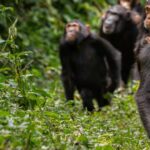 Ronan Donovan Instagram - For those of you living in Czechia (Czech Republic)🇨🇿 can keep an out for this cover showing the female chimpanzee named Lia with her daughter, Azania, hitching a ride on her back. I photographed this troop of wild chimpanzees in 2011 in Uganda’s Kibale National Park. ⁣⁣⁣ ⁣ I believe the cover text reads something in the realm of Real Planet of the Apes - the relationship between chimpanzees and people in Uganda is tested. ⁣ ⁣⁣⁣ This community of chimps, named the Kanyawara Community after the nearby village, has been studied by Dr. Richard Wrangham and others for nearly 40 years. This group of females and their dependents were traveling towards a fruiting fig tree to feed on it’s ripe fruits. ⁣⁣⁣ ⁣⁣⁣ In the final photo, you can see the young chimp called Likizo looking in to inspect the fig tree above where other chimps were already feeding. ⁣⁣⁣ .⁣⁣⁣⁣⁣ .⁣⁣⁣⁣⁣ .⁣⁣⁣⁣⁣ .⁣⁣⁣⁣⁣ .⁣⁣⁣⁣⁣ #chimpanzee #chimp #chimpanzees #chimps #ape #wildlife #conservation #animals #africa #uganda #bulindi #bulindichimps #wildlifephotography #nature #natgeo⁣⁣