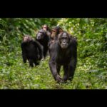 Ronan Donovan Instagram - For those of you living in Czechia (Czech Republic)🇨🇿 can keep an out for this cover showing the female chimpanzee named Lia with her daughter, Azania, hitching a ride on her back. I photographed this troop of wild chimpanzees in 2011 in Uganda’s Kibale National Park. ⁣⁣⁣ ⁣ I believe the cover text reads something in the realm of Real Planet of the Apes - the relationship between chimpanzees and people in Uganda is tested. ⁣ ⁣⁣⁣ This community of chimps, named the Kanyawara Community after the nearby village, has been studied by Dr. Richard Wrangham and others for nearly 40 years. This group of females and their dependents were traveling towards a fruiting fig tree to feed on it’s ripe fruits. ⁣⁣⁣ ⁣⁣⁣ In the final photo, you can see the young chimp called Likizo looking in to inspect the fig tree above where other chimps were already feeding. ⁣⁣⁣ .⁣⁣⁣⁣⁣ .⁣⁣⁣⁣⁣ .⁣⁣⁣⁣⁣ .⁣⁣⁣⁣⁣ .⁣⁣⁣⁣⁣ #chimpanzee #chimp #chimpanzees #chimps #ape #wildlife #conservation #animals #africa #uganda #bulindi #bulindichimps #wildlifephotography #nature #natgeo⁣⁣