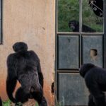 Ronan Donovan Instagram - Text below by @davidquammen from our article in the current issue of National Geographic Magazine @natgeo. This article puts spotlight on a troubling theme across western Uganda where humans and chimpanzees are in competition for resources. I will continue to post on this story in the coming days. Thank you for following along. ⁣ ⁣ The chimps had been coming closer for a year or two, prowling all throughout Kyamajaka village, searching for food, ripping bananas from the trees, grabbing mangoes and papayas and whatever else tempted them. They had helped themselves to jackfruit from a tree near the Semata house. But on July 20, 2014, scary tribulations gave way to horror—a form of horror that has struck other Ugandan families as well. That was the day when a single big chimp, probably an adult male, snatched the Semata family’s toddler son, Mujuni, and killed him.⁣ ⁣ “A chimpanzee came in the garden as I was digging,” Ntegeka Semata recalled during an interview in early 2017. Her four young children were with her that day, as she combined mothering with hard fieldwork, but she turned her back to get them some drinking water. The chimp saw his chance, grabbed her two-year-old son by the hand, and ran.⁣ ⁣ The boy’s screaming brought other villagers, who helped the mother give chase. But the chimp was rough and strong, and the fatal damage occurred fast. “It broke off the arm, hurt him on the head, and opened the stomach and removed the kidneys,” Semata said. Then, stashing the child’s battered body under some grass, the chimp fled. Mujuni was rushed to a health center in a nearby town, Muhororo, but that little clinic couldn’t treat an eviscerated child, and he died en route to a regional hospital.⁣ ⁣ Learn more about this challenging conservation story in the current issue of @natgeo magazine, through my posts here and by following the conservation NGO @bulindichimps that is working on the ground to implement solutions. ⁣ .⁣⁣⁣ .⁣⁣⁣ .⁣⁣⁣ .⁣⁣⁣ .⁣⁣⁣ #chimpanzee #chimp #chimpanzees #chimps #ape #wildlife #conservation #animals #africa #uganda #bulindi #bulindichimps #wildlifephotography #nature #natgeo⁣⁣