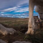 Ronan Donovan Instagram – These photographs were taken by @ronan_donovan who we are so pleased to have as a speaker for our @vital.impacts Student Speaker Series! 
 
Ronan has spent a lot of time among wolves. He’s witnessed how wolves are powerful, intelligent, social mammals that have evolved to live in family structures similar to humans and he hopes that his photos will provide people with a better understanding of these often-misunderstood animals. He poses the question, “What if modern humans didn’t have to live in conflict with the natural world? What if the wolf was just a wolf and not only the myths we’ve created? We have lived alongside wolves, even bringing them into our homes, far longer than we’ve lived in conflict.” 
 
@changemakertalent #VitalImpactsSpeakerSeries #ChangemakerTalent #changemakers #InspiringChange #EnvironmentalStewardship #VitalImpacts #wildlife #conservationphotography #wolves #arctic @yellowstonenps @nationalparkservice
