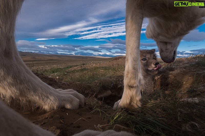 Ronan Donovan Instagram - These photographs were taken by @ronan_donovan who we are so pleased to have as a speaker for our @vital.impacts Student Speaker Series! Ronan has spent a lot of time among wolves. He’s witnessed how wolves are powerful, intelligent, social mammals that have evolved to live in family structures similar to humans and he hopes that his photos will provide people with a better understanding of these often-misunderstood animals. He poses the question, “What if modern humans didn't have to live in conflict with the natural world? What if the wolf was just a wolf and not only the myths we've created? We have lived alongside wolves, even bringing them into our homes, far longer than we've lived in conflict.” @changemakertalent #VitalImpactsSpeakerSeries #ChangemakerTalent #changemakers #InspiringChange #EnvironmentalStewardship #VitalImpacts #wildlife #conservationphotography #wolves #arctic @yellowstonenps @nationalparkservice