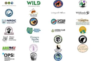 Ronan Donovan Instagram - This November, the people of Colorado will have the chance to vote for a viable gray wolf population to be brought back into their wild forests after a 70-year absence. In the past, the reintroduction of wolves to wild lands in the lower-48 States was decided by national policy makers in Washington. This vote is unique in that the decision would come from the public of Colorado to determine whether free-willed nature is truly valued in that state. It would be a remarkable step towards the restoration of a keystone species that would ultimately renew a historic wolf connection from the High Arctic down the spine of our continent to Yellowstone and south to Mexican border. ⁣
⁣
I’ve committed to spreading the word and while this will be determined by Coloradans, I also feel that as Americans we all have a stake in returning wolves to appropriate public lands across the United States and in Colorado. The initial 200,000 signatures from the public of Colorado were gathered and Initiative 107 will be on the November 2020 ballot in Colorado. ⁣
⁣
Please share this information or this post with your Colorado friends and learn more about how you can help #restorethehowl at wolfactionfund.com @rockymtnwolf and take a look at the language of Intuitive 107. To quote an article by the Center for Biological Diversity @centerforbiodiv , “Initiative 107 instructs Colorado Parks and Wildlife to develop, after public input, a science-based plan for reintroducing wolves to western Colorado by 2023.”⁣
⁣
Other’s who are using their reach include @janefonda, @psihoyos , @leilanimunter and @alexilubomirski. 
#colorado #wolves #wildnature #restoration