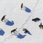Ronan Donovan Instagram – Today, March 21st, marks the 25 year anniversary of the first wolves released into the wilds of Yellowstone National Park. It took decades of hard work by a passionate group of Conservationists, NGOs and politicians to make this restoration effort possible. Thank you for your efforts. Under the bipartisan supported Endangered Species Act, the gray wolf became protected in the lower-48 in 1974. The loss of Wilderness and Wildthings was felt across the nation at that time and the gray wolf was the final piece to restore the Yellowstone Ecosystem to its historic glory – before Europeans and market hunters/trappers changed the West forever. Today, Yellowstone’s roughly 100 wolves represent one of the great restoration stories of the last century. I hope you all have the chance to one day hear a wild wolf pack howling in the distance. If you’re interested to learn more, there are dozens of books on the topic, but a few notable titles are : Decade of the Wolf, Of Wolves and Men, and American Wolf @yellowstonenps @nationalparkservice #wolves #wolf #mrblue #yellowstone #yellowstonenationalpark