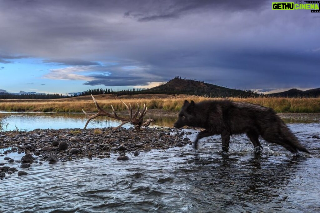 Ronan Donovan Instagram - Today, March 21st, marks the 25 year anniversary of the first wolves released into the wilds of Yellowstone National Park. It took decades of hard work by a passionate group of Conservationists, NGOs and politicians to make this restoration effort possible. Thank you for your efforts. Under the bipartisan supported Endangered Species Act, the gray wolf became protected in the lower-48 in 1974. The loss of Wilderness and Wildthings was felt across the nation at that time and the gray wolf was the final piece to restore the Yellowstone Ecosystem to its historic glory - before Europeans and market hunters/trappers changed the West forever. Today, Yellowstone's roughly 100 wolves represent one of the great restoration stories of the last century. I hope you all have the chance to one day hear a wild wolf pack howling in the distance. If you’re interested to learn more, there are dozens of books on the topic, but a few notable titles are : Decade of the Wolf, Of Wolves and Men, and American Wolf @yellowstonenps @nationalparkservice #wolves #wolf #mrblue #yellowstone #yellowstonenationalpark