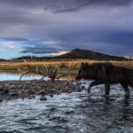Ronan Donovan Instagram – Today, March 21st, marks the 25 year anniversary of the first wolves released into the wilds of Yellowstone National Park. It took decades of hard work by a passionate group of Conservationists, NGOs and politicians to make this restoration effort possible. Thank you for your efforts. Under the bipartisan supported Endangered Species Act, the gray wolf became protected in the lower-48 in 1974. The loss of Wilderness and Wildthings was felt across the nation at that time and the gray wolf was the final piece to restore the Yellowstone Ecosystem to its historic glory – before Europeans and market hunters/trappers changed the West forever. Today, Yellowstone’s roughly 100 wolves represent one of the great restoration stories of the last century. I hope you all have the chance to one day hear a wild wolf pack howling in the distance. If you’re interested to learn more, there are dozens of books on the topic, but a few notable titles are : Decade of the Wolf, Of Wolves and Men, and American Wolf @yellowstonenps @nationalparkservice #wolves #wolf #mrblue #yellowstone #yellowstonenationalpark