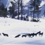Ronan Donovan Instagram – Today, March 21st, marks the 25 year anniversary of the first wolves released into the wilds of Yellowstone National Park. It took decades of hard work by a passionate group of Conservationists, NGOs and politicians to make this restoration effort possible. Thank you for your efforts. Under the bipartisan supported Endangered Species Act, the gray wolf became protected in the lower-48 in 1974. The loss of Wilderness and Wildthings was felt across the nation at that time and the gray wolf was the final piece to restore the Yellowstone Ecosystem to its historic glory – before Europeans and market hunters/trappers changed the West forever. Today, Yellowstone’s roughly 100 wolves represent one of the great restoration stories of the last century. I hope you all have the chance to one day hear a wild wolf pack howling in the distance. If you’re interested to learn more, there are dozens of books on the topic, but a few notable titles are : Decade of the Wolf, Of Wolves and Men, and American Wolf @yellowstonenps @nationalparkservice #wolves #wolf #mrblue #yellowstone #yellowstonenationalpark