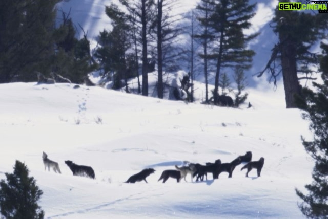 Ronan Donovan Instagram - Today, March 21st, marks the 25 year anniversary of the first wolves released into the wilds of Yellowstone National Park. It took decades of hard work by a passionate group of Conservationists, NGOs and politicians to make this restoration effort possible. Thank you for your efforts. Under the bipartisan supported Endangered Species Act, the gray wolf became protected in the lower-48 in 1974. The loss of Wilderness and Wildthings was felt across the nation at that time and the gray wolf was the final piece to restore the Yellowstone Ecosystem to its historic glory - before Europeans and market hunters/trappers changed the West forever. Today, Yellowstone's roughly 100 wolves represent one of the great restoration stories of the last century. I hope you all have the chance to one day hear a wild wolf pack howling in the distance. If you’re interested to learn more, there are dozens of books on the topic, but a few notable titles are : Decade of the Wolf, Of Wolves and Men, and American Wolf @yellowstonenps @nationalparkservice #wolves #wolf #mrblue #yellowstone #yellowstonenationalpark