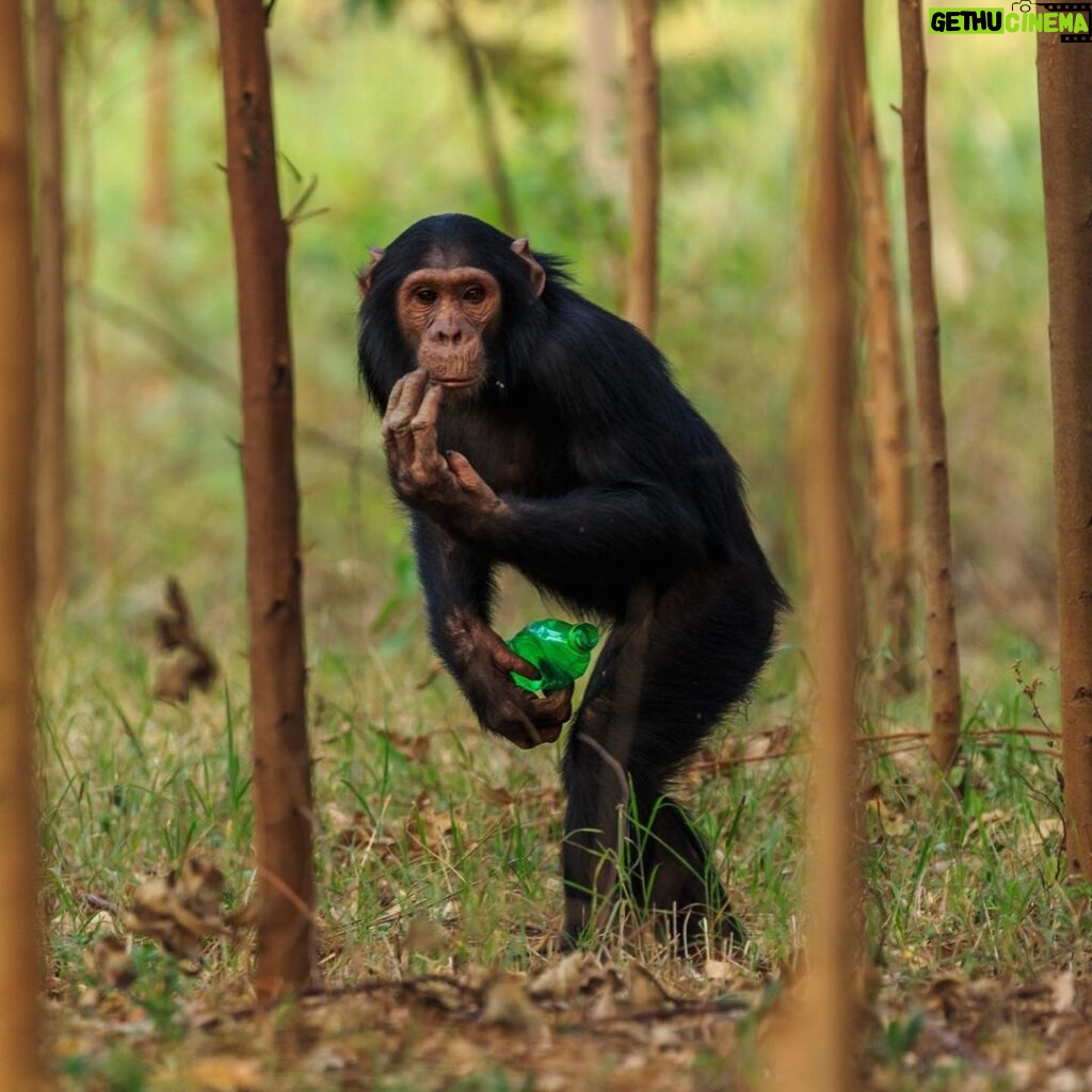 Ronan Donovan Instagram - While many of us are used to the sight of a chimp eating a banana, it's not actually part of their natural diet. Bananas didn't even originate on the same continent where chimps live - Africa. Bananas are a Southeast Asia food that was brought to the Africa continent through trade in the last 2,000 years. This photo is of a wild male chimp, known as Araali to the researchers, belonging to the Bulindi chimpanzee, studied by Dr. McLennan (@bulindichimps), eating a banana in someone's garden in rural western Uganda. The second photo shows another male, named Jack, standing in a eucalyptus tree plantation (another noon native plant) and found a discarded bottle to play with. Not a good thing with how many diseases we share in common with chimps. Photo 3 shows the little strip of forest left where chimps live in this part of western Uganda. Learn more in the story but David Quammen (@davidquammen) and I for @natgeo - link in my bio. Call to action here is to donate $ to the @bulindichimps, link in bio. Thank you.