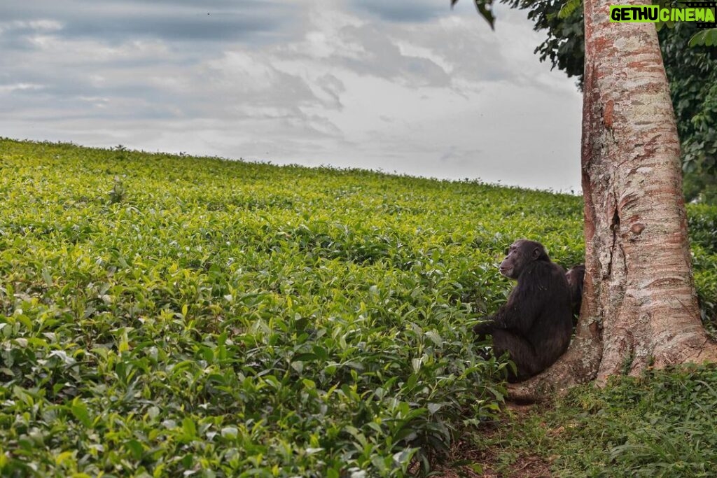 Ronan Donovan Instagram - A series of images from a recently pulished article by David Quammen and I: Chimps and people are clashing in rural Uganda (link in bio). . 1 - On this trail near Mparangasi village, a boy fetching water pauses cautiously as chimps pass. Around some villages in western Uganda, small groups of chimpanzees survive in remnant strips and patches of forest. Deprived of wild foods, the chimps emerge to raid crops and cultivated fruit trees, competing desperately with people for sustenance, space, survival. 2 - Two adult male chimps gaze out across what once was primary forest habitat in western Uganda. Besides small-plot farming and sugarcane plantations, vast tea estates have displaced forests. 3 - Land conversion shows starkly from the air, as along this boundary between Kibale National Park, with its protected forest, and the sprawl of tea fields and small farming 4 - A young male chimp clutches a discarded soda bottle as he stands in a young grove of planted eucalyptus trees. Chimps are our closest living relatives and therefore we share communicable diseases with them (think malaria, HIV and ebola) and more commonly respiratory diseases. This level of close contact is troublesome for the increased potential for a spillover event. . The story is about the dire situation in some towns in western Uganda where humans and chimpanzees have collided from resource competition. It’s a blueprint story for similar conflicts around the world as a result of habitat loss and human encroachment. As is typical with this issue, the animals tend to disappear as they become food or loose their own natural foods. But in Uganda, one of the animals happens to be wild chimpanzees, our closest living relatives. They too are territorial apes living in tribal groups, as we do. Scarcity breeds conflict and there are casualties on both sides. In this series, I’ve highlighted the plight of the chimpanzees and in future posts (as with my previous post) I’ll balance the story with telling the human side of the issue. . How to help? Send resources/$ to the NGOs working to curb deforestation. In this case, @bulindichimps has successfully been working to find solutions. Link in bio.