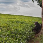Ronan Donovan Instagram – A series of images from a recently pulished article by David Quammen and I: Chimps and people are clashing in rural Uganda (link in bio).
.
1 – On this trail near Mparangasi village, a boy fetching water pauses cautiously as chimps pass. Around some villages in western Uganda, small groups of chimpanzees survive in remnant strips and patches of forest. Deprived of wild foods, the chimps emerge to raid crops and cultivated fruit trees, competing desperately with people for sustenance, space, survival.
2 – Two adult male chimps gaze out across what once was primary forest habitat in western Uganda. Besides small-plot farming and sugarcane plantations, vast tea estates have displaced forests.
3 – Land conversion shows starkly from the air, as along this boundary between Kibale National Park, with its protected forest, and the sprawl of tea fields and small farming
4 – A young male chimp clutches a discarded soda bottle as he stands in a young grove of planted eucalyptus trees. Chimps are our closest living relatives and therefore we share communicable diseases with them (think malaria, HIV and ebola) and more commonly respiratory diseases. This level of close contact is troublesome for the increased  potential for a spillover event. .
The story is about the dire situation in some towns in western Uganda where humans and chimpanzees have collided from resource competition. It’s a blueprint story for similar conflicts around the world as a result of habitat loss and human encroachment. As is typical with this issue, the animals tend to disappear as they become food or loose their own natural foods. But in Uganda, one of the animals happens to be wild chimpanzees, our closest living relatives. They too are territorial apes living in tribal groups, as we do. Scarcity breeds conflict and there are casualties on both sides. In this series, I’ve highlighted the plight of the chimpanzees and in future posts (as with my previous post) I’ll balance the story with telling the human side of the issue. .
How to help? Send resources/$ to the NGOs working to curb deforestation. In this case, @bulindichimps has successfully been working to find solutions. Link in bio.