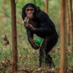 Ronan Donovan Instagram – A series of images from a recently pulished article by David Quammen and I: Chimps and people are clashing in rural Uganda (link in bio).
.
1 – On this trail near Mparangasi village, a boy fetching water pauses cautiously as chimps pass. Around some villages in western Uganda, small groups of chimpanzees survive in remnant strips and patches of forest. Deprived of wild foods, the chimps emerge to raid crops and cultivated fruit trees, competing desperately with people for sustenance, space, survival.
2 – Two adult male chimps gaze out across what once was primary forest habitat in western Uganda. Besides small-plot farming and sugarcane plantations, vast tea estates have displaced forests.
3 – Land conversion shows starkly from the air, as along this boundary between Kibale National Park, with its protected forest, and the sprawl of tea fields and small farming
4 – A young male chimp clutches a discarded soda bottle as he stands in a young grove of planted eucalyptus trees. Chimps are our closest living relatives and therefore we share communicable diseases with them (think malaria, HIV and ebola) and more commonly respiratory diseases. This level of close contact is troublesome for the increased  potential for a spillover event. .
The story is about the dire situation in some towns in western Uganda where humans and chimpanzees have collided from resource competition. It’s a blueprint story for similar conflicts around the world as a result of habitat loss and human encroachment. As is typical with this issue, the animals tend to disappear as they become food or loose their own natural foods. But in Uganda, one of the animals happens to be wild chimpanzees, our closest living relatives. They too are territorial apes living in tribal groups, as we do. Scarcity breeds conflict and there are casualties on both sides. In this series, I’ve highlighted the plight of the chimpanzees and in future posts (as with my previous post) I’ll balance the story with telling the human side of the issue. .
How to help? Send resources/$ to the NGOs working to curb deforestation. In this case, @bulindichimps has successfully been working to find solutions. Link in bio.