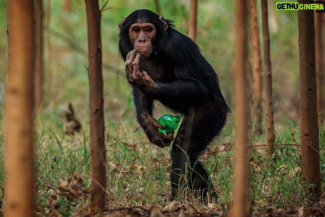 Ronan Donovan Instagram - A series of images from a recently pulished article by David Quammen and I: Chimps and people are clashing in rural Uganda (link in bio). . 1 - On this trail near Mparangasi village, a boy fetching water pauses cautiously as chimps pass. Around some villages in western Uganda, small groups of chimpanzees survive in remnant strips and patches of forest. Deprived of wild foods, the chimps emerge to raid crops and cultivated fruit trees, competing desperately with people for sustenance, space, survival. 2 - Two adult male chimps gaze out across what once was primary forest habitat in western Uganda. Besides small-plot farming and sugarcane plantations, vast tea estates have displaced forests. 3 - Land conversion shows starkly from the air, as along this boundary between Kibale National Park, with its protected forest, and the sprawl of tea fields and small farming 4 - A young male chimp clutches a discarded soda bottle as he stands in a young grove of planted eucalyptus trees. Chimps are our closest living relatives and therefore we share communicable diseases with them (think malaria, HIV and ebola) and more commonly respiratory diseases. This level of close contact is troublesome for the increased potential for a spillover event. . The story is about the dire situation in some towns in western Uganda where humans and chimpanzees have collided from resource competition. It’s a blueprint story for similar conflicts around the world as a result of habitat loss and human encroachment. As is typical with this issue, the animals tend to disappear as they become food or loose their own natural foods. But in Uganda, one of the animals happens to be wild chimpanzees, our closest living relatives. They too are territorial apes living in tribal groups, as we do. Scarcity breeds conflict and there are casualties on both sides. In this series, I’ve highlighted the plight of the chimpanzees and in future posts (as with my previous post) I’ll balance the story with telling the human side of the issue. . How to help? Send resources/$ to the NGOs working to curb deforestation. In this case, @bulindichimps has successfully been working to find solutions. Link in bio.