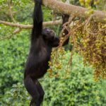 Ronan Donovan Instagram - A series of images from my latest article with National Geographic that published today, written by David Quammen (link in my bio). Photo 1: Teddy Atuhaire was a four-year-old in Mukichanga village, when a chimp entered the house while her mother was gone and carried Teddy away into a tree. The chimp gashed her head, broke her arm so badly it had to be amputated, and dropped her. The years of recovery have been difficult. With her parents dead, her siblings dead or gone, she lives by occasional labor and care from her aunts. Photo 2:  A wild chimpanzee, known as Max to researchers, lost both of his feet to poachers’ snares in two separate incidents. Some of the people living nearby set snares in the National Park to trap antelope, bush pigs, and other animals for food. Chimps, despite a taboo in Uganda against eating them, become unintended victims and are strong enough to tear themselves free. But the snare cable remains and cuts off blood-flow to the limbs. About a third of the chimps in one community in Kibale National Park have suffered snare injuries. Photo 3: An aerial photo depicts the area where both Teddy and Max live. One side is dominated by human agriculture and the other is what remains of Kibale National Park. The pressures put on the land by both humans and wildlife have created these unintended conflicts between humans and wild chimpanzees. I’ll continue to post images and stories from this longterm story that I began in 2011. Learn more @bulindichimps