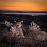 Ronan Donovan Instagram - Two Arctic wolf sisters, known as One Eye and Bright Eyes, howling at midnight on a frosty September morning on Ellesmere Island. The pack had been traveling, but the four pups grew tired (swipe left to see the pups). The wolves with the tired young legs flopped into a furry pile at a rendezvous site while the rest of the pack continued. One Eye and Bright Eyes doubled back to check on the pups. All was well. They then howled to locate the others and the two adult sisters trotted off into the twilight and left the pups in a tired heap. This is just a snapshot of the lives of these wild Arctic wolves. Follow the links in my bio to see the @natgeo 3-part TV series on these wolves as well as a link to the accompanying magazine article. #wolf #arcticwolf #nature #wild #hunting #predator #prey #whitewolf #kingdomofthewhitewolf #arctic #canada #animals #instadaily #instagood Nunavut