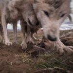 Ronan Donovan Instagram - It's tough being the littlest one in a wolf snuggle-fest. Arctic wolves having a love rendezvous on the Canadian tundra. #wolf #arcticwolf #nature #wild #hunting #predator #prey #whitewolf #kingdomofthewhitewolf #arctic #canada #animals #instadaily #instagood #wolfden #puppy #wolfpup