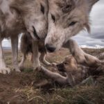 Ronan Donovan Instagram - It's tough being the littlest one in a wolf snuggle-fest. Arctic wolves having a love rendezvous on the Canadian tundra. #wolf #arcticwolf #nature #wild #hunting #predator #prey #whitewolf #kingdomofthewhitewolf #arctic #canada #animals #instadaily #instagood #wolfden #puppy #wolfpup