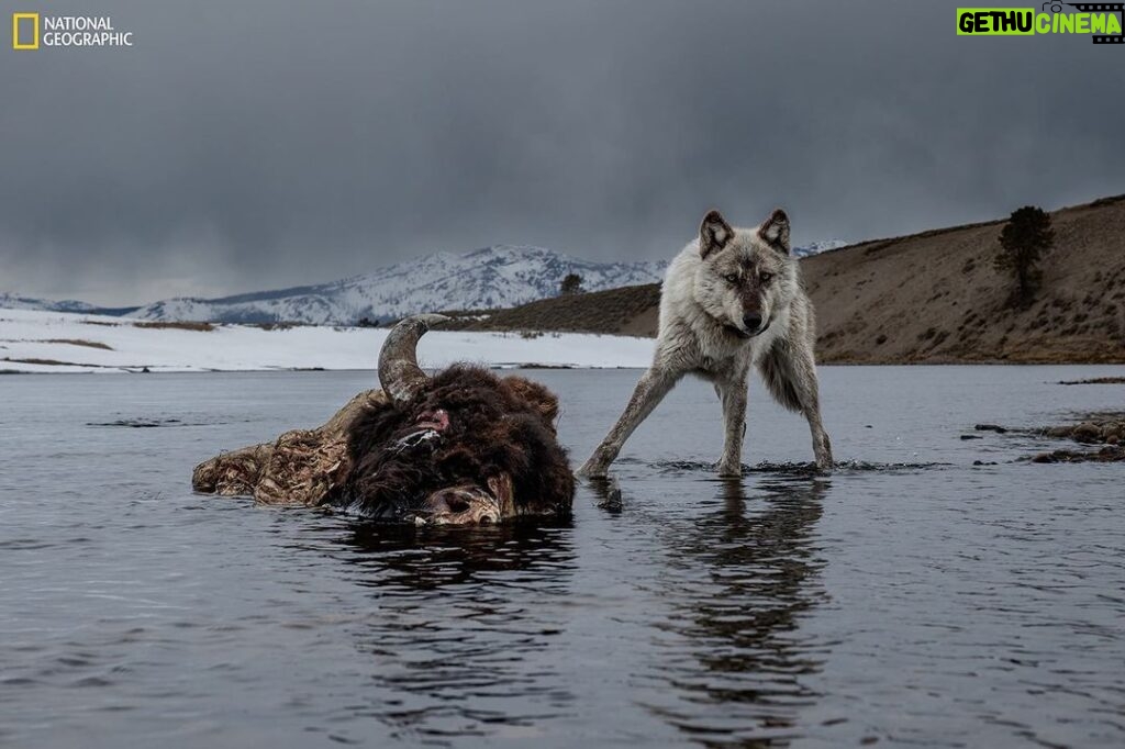 Ronan Donovan Instagram - This drowned bison fed a grizzly bear for several days before a wolf, photographed using a camera trap, moved in to take advantage of an easy meal. Known as Mr. Blue for his steely blue-gray coat, this wolf outlived five mates over the course of his life. National Geographic Explorer Ronan Donovan captured this photo in Yellowstone National Park. Created by National Geographic Society and the National Museum of Wildlife Art, "Wolves: Photography by Ronan Donovan" displays images and videos—highlighting the contrast between wolves that live in perceived competition with humans and wolves that live without human intervention. You have one more month to see the exhibition in Jackson Hole, on view now through April 30, 2023!