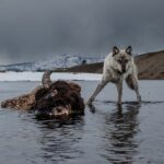 Ronan Donovan Instagram – This drowned bison fed a grizzly bear for several days before a wolf, photographed using a camera trap, moved in to take advantage of an easy meal. Known as Mr. Blue for his steely blue-gray coat, this wolf outlived five mates over the course of his life. National Geographic Explorer Ronan Donovan captured this photo in Yellowstone National Park.

Created by National Geographic Society and the National Museum of Wildlife Art, “Wolves: Photography by Ronan Donovan” displays images and videos—highlighting the contrast between wolves that live in perceived competition with humans and wolves that live without human intervention. You have one more month to see the exhibition in Jackson Hole, on view now through April 30, 2023!