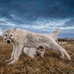 Ronan Donovan Instagram - At 12 weeks old, these Arctic wolf pups have left behind their blue eyes and milk teeth. Under the twilight of their first sunsets, they slowly transform into adolescents. Eating fresh meat, keeping up with the adults on travel days, soaking up everything they smell and see. It takes over a year to become a full fledged contributing adult in a wild wolf pack. Like humans, they have to learn how to hunt, how to avoid injury, and how to raise a family in some of the harshest environments on the planet. Photos are from my @natgeo magazine story. Links in my bio to that story and the accompanying TV series about these wolves. #wolf #arcticwolf #nature #wild #hunting #predator #prey #whitewolf #kingdomofthewhitewolf #arctic #canada #animals #instadaily #instagood