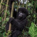 Ronan Donovan Instagram - Sponsored by @visitrwanda_now // This baby mountain gorilla was born on July 1, 2018 in Volcanoes National Park, Rwanda. She is part of the increasing number of mountain gorillas that have begun to rebound since the 1980s when there were only ~250 left in the Virunga Mountains. Currently, the latest census puts their numbers at 604 gorillas here in Volcanoes National Park. It is a true conservation success story and Rwanda has been at the forefront of leading that effort. The social media followers of National Geographic voted on what to name this new baby gorilla and the votes are in! In the Kwita Izina naming ceremony that took place today (September 6, 2019) at the foothills of the Virunga Mountains, I had the honor of announcing her chosen name: Intego, meaning ‘’Purpose" - chosen because her life holds purpose in Rwanda's effort to save endangered species. Kwita Izina plays a key role in advancing conservation efforts for the endangered species and is modeled after a baby naming ceremony that has been part of Rwandan culture and tradition for centuries. // Incredible wildlife, spectacular landscapes and new adventures. Meet Rwanda's mountain gorillas on your next holiday and discover a country committed to conservation. Follow @visitrwanda_now to learn more. #sponsored