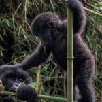 Ronan Donovan Instagram - Sponsored by @visitrwanda_now // This baby mountain gorilla was born on July 1, 2018 in Volcanoes National Park, Rwanda. She is part of the increasing number of mountain gorillas that have begun to rebound since the 1980s when there were only ~250 left in the Virunga Mountains. Currently, the latest census puts their numbers at 604 gorillas here in Volcanoes National Park. It is a true conservation success story and Rwanda has been at the forefront of leading that effort. The social media followers of National Geographic voted on what to name this new baby gorilla and the votes are in! In the Kwita Izina naming ceremony that took place today (September 6, 2019) at the foothills of the Virunga Mountains, I had the honor of announcing her chosen name: Intego, meaning ‘’Purpose" - chosen because her life holds purpose in Rwanda's effort to save endangered species. Kwita Izina plays a key role in advancing conservation efforts for the endangered species and is modeled after a baby naming ceremony that has been part of Rwandan culture and tradition for centuries. // Incredible wildlife, spectacular landscapes and new adventures. Meet Rwanda's mountain gorillas on your next holiday and discover a country committed to conservation. Follow @visitrwanda_now to learn more. #sponsored