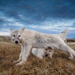 Ronan Donovan Instagram - This is a story about wolves that exist in a wilderness without competition with humans for the same food sources – wild game or livestock - and to show them for the intelligent family driven social mammals that they are. Since there is no wolf hunting in this area of Ellesmere Island, wolves view humans in a passive manner, rather than a fearful one. This allows for unparalleled access to their day-to-day lives like nowhere else on earth. My goal for this story is to remind us that wolves are complex social mammals that exist in nearly the same family structures as humans and engage in many of the same behaviors: playing, mourning, social learning, and hunting. All this to say, that while wolves around the world are continually vilified and killed at will, here on Ellesmere, they are free to live out their lives free from the report of a rifle and the bite of a trap. They exist as the key apex predators that they are, managing the prey species that in turn brings balances the ecosystem. I’m posting imagery and stories from my article in the current issue of National Geographic Magazine (@natgeo) about a family of wild Arctic wolves living on Ellesmere Island, Canada’s furthest northern landmass. The story focuses on a family of 10 wolves (6 adults and 4 pups) that I spent 1.5 months photographing and filming. The motivation for this project came out of my experiences trying to document the lives of gray wolves in Yellowstone and never feeling like I was able to do so because those wolves have a healthy fear of humans. Every wolf pack in Yellowstone has lost a pack member to hunting, so they have a necessary fear of humans. Please follow along as I continue to post images from this assignment and check out the link in my bio to the digital article - Inside the harsh lives of wolves living at the top of the world - written by Neil Shea @neilshea13 #wolf #arcticwolf #nature #wild #hunting #predator #prey #whitewolf #kingdomofthewhitewolf #arctic #canada #animals #instadaily #instagood