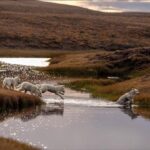 Ronan Donovan Instagram - This is a story about wolves that exist in a wilderness without competition with humans for the same food sources – wild game or livestock - and to show them for the intelligent family driven social mammals that they are. Since there is no wolf hunting in this area of Ellesmere Island, wolves view humans in a passive manner, rather than a fearful one. This allows for unparalleled access to their day-to-day lives like nowhere else on earth. My goal for this story is to remind us that wolves are complex social mammals that exist in nearly the same family structures as humans and engage in many of the same behaviors: playing, mourning, social learning, and hunting. All this to say, that while wolves around the world are continually vilified and killed at will, here on Ellesmere, they are free to live out their lives free from the report of a rifle and the bite of a trap. They exist as the key apex predators that they are, managing the prey species that in turn brings balances the ecosystem. I’m posting imagery and stories from my article in the current issue of National Geographic Magazine (@natgeo) about a family of wild Arctic wolves living on Ellesmere Island, Canada’s furthest northern landmass. The story focuses on a family of 10 wolves (6 adults and 4 pups) that I spent 1.5 months photographing and filming. The motivation for this project came out of my experiences trying to document the lives of gray wolves in Yellowstone and never feeling like I was able to do so because those wolves have a healthy fear of humans. Every wolf pack in Yellowstone has lost a pack member to hunting, so they have a necessary fear of humans. Please follow along as I continue to post images from this assignment and check out the link in my bio to the digital article - Inside the harsh lives of wolves living at the top of the world - written by Neil Shea @neilshea13 #wolf #arcticwolf #nature #wild #hunting #predator #prey #whitewolf #kingdomofthewhitewolf #arctic #canada #animals #instadaily #instagood