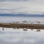 Ronan Donovan Instagram - This is a story about wolves that exist in a wilderness without competition with humans for the same food sources – wild game or livestock - and to show them for the intelligent family driven social mammals that they are. Since there is no wolf hunting in this area of Ellesmere Island, wolves view humans in a passive manner, rather than a fearful one. This allows for unparalleled access to their day-to-day lives like nowhere else on earth. My goal for this story is to remind us that wolves are complex social mammals that exist in nearly the same family structures as humans and engage in many of the same behaviors: playing, mourning, social learning, and hunting. All this to say, that while wolves around the world are continually vilified and killed at will, here on Ellesmere, they are free to live out their lives free from the report of a rifle and the bite of a trap. They exist as the key apex predators that they are, managing the prey species that in turn brings balances the ecosystem. I’m posting imagery and stories from my article in the current issue of National Geographic Magazine (@natgeo) about a family of wild Arctic wolves living on Ellesmere Island, Canada’s furthest northern landmass. The story focuses on a family of 10 wolves (6 adults and 4 pups) that I spent 1.5 months photographing and filming. The motivation for this project came out of my experiences trying to document the lives of gray wolves in Yellowstone and never feeling like I was able to do so because those wolves have a healthy fear of humans. Every wolf pack in Yellowstone has lost a pack member to hunting, so they have a necessary fear of humans. Please follow along as I continue to post images from this assignment and check out the link in my bio to the digital article - Inside the harsh lives of wolves living at the top of the world - written by Neil Shea @neilshea13 #wolf #arcticwolf #nature #wild #hunting #predator #prey #whitewolf #kingdomofthewhitewolf #arctic #canada #animals #instadaily #instagood